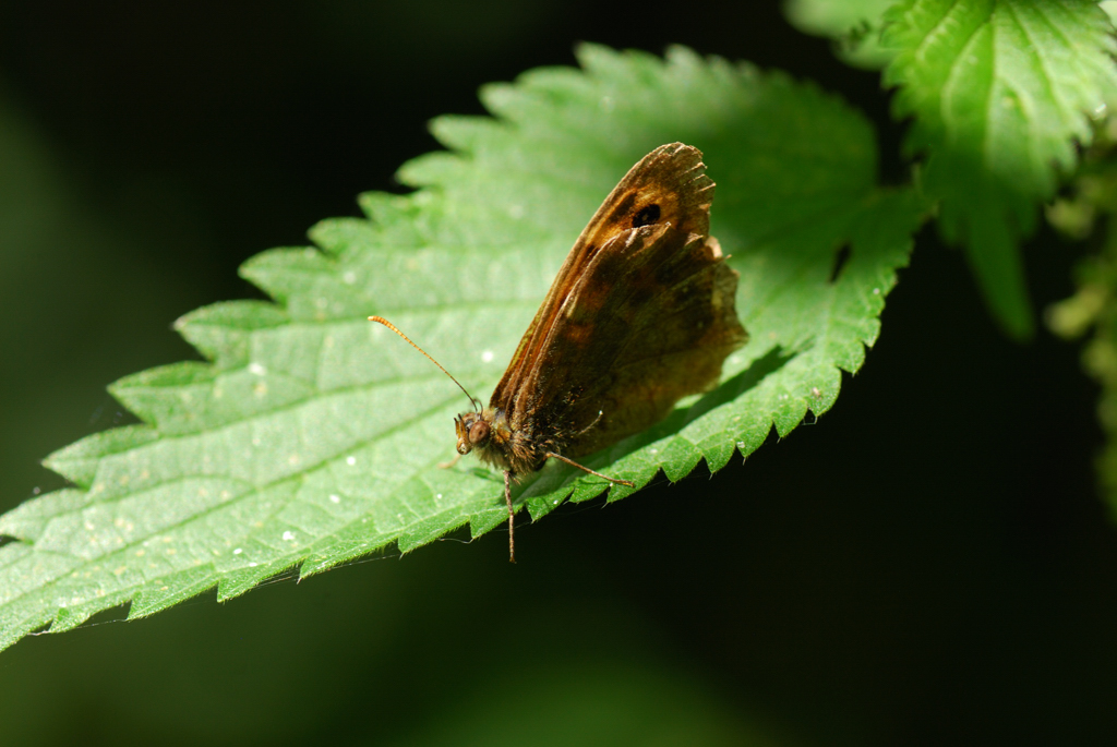 macro_019 .jpg